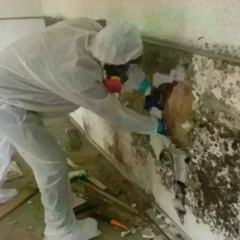 Mold Remediation and Removal in Eastover, NC